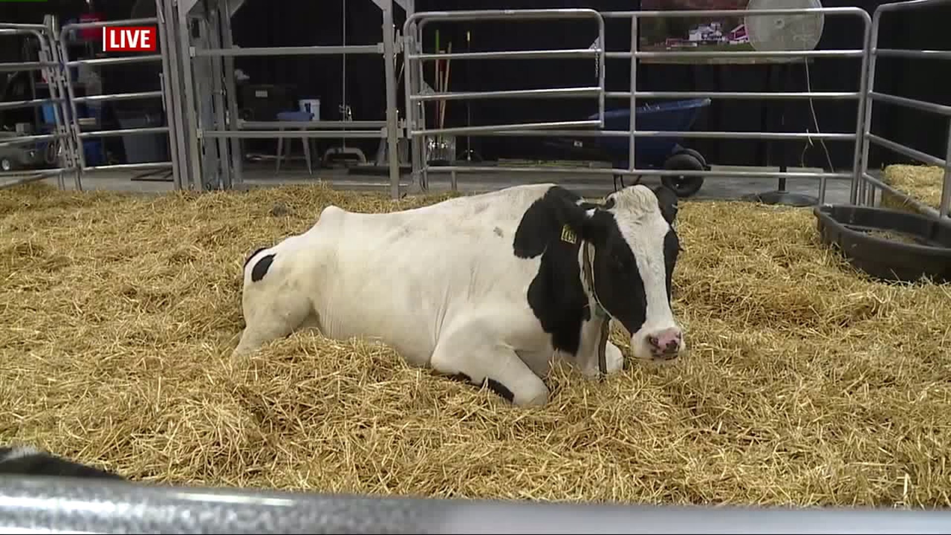 Checking out some of the animal exhibits at the Pennsylvania Farm Show in Harrisburg