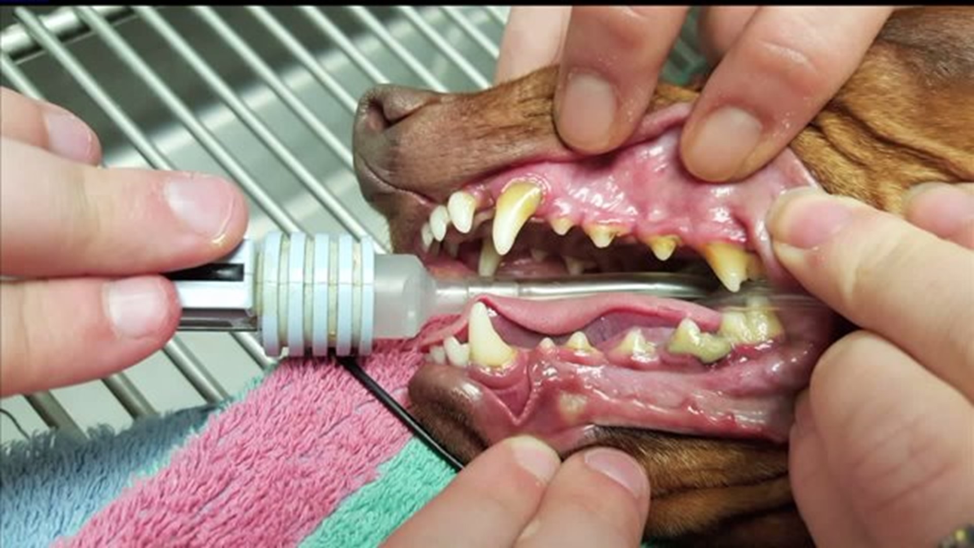 February is National Vet Dental Month