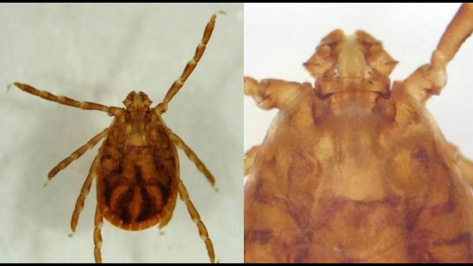 Pennsylvanians urged to be on the lookout for new, invasive tick ...