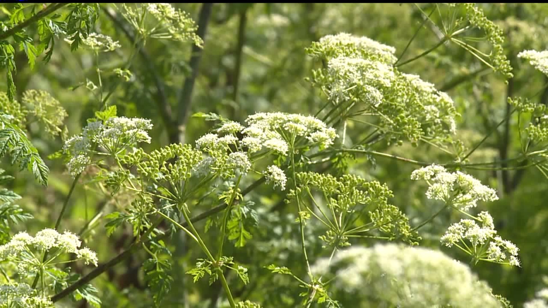 State foresters warning about poisonous plant growing