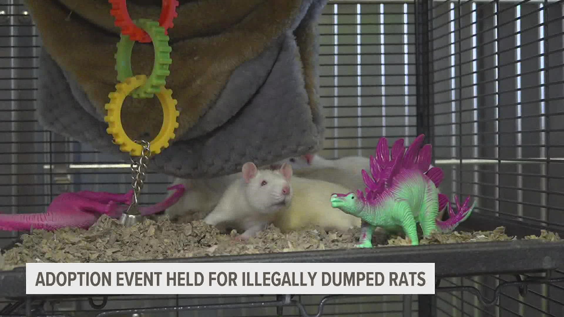 Volunteers search for a forever home for more than 120 rats that were illegally dumped in October.