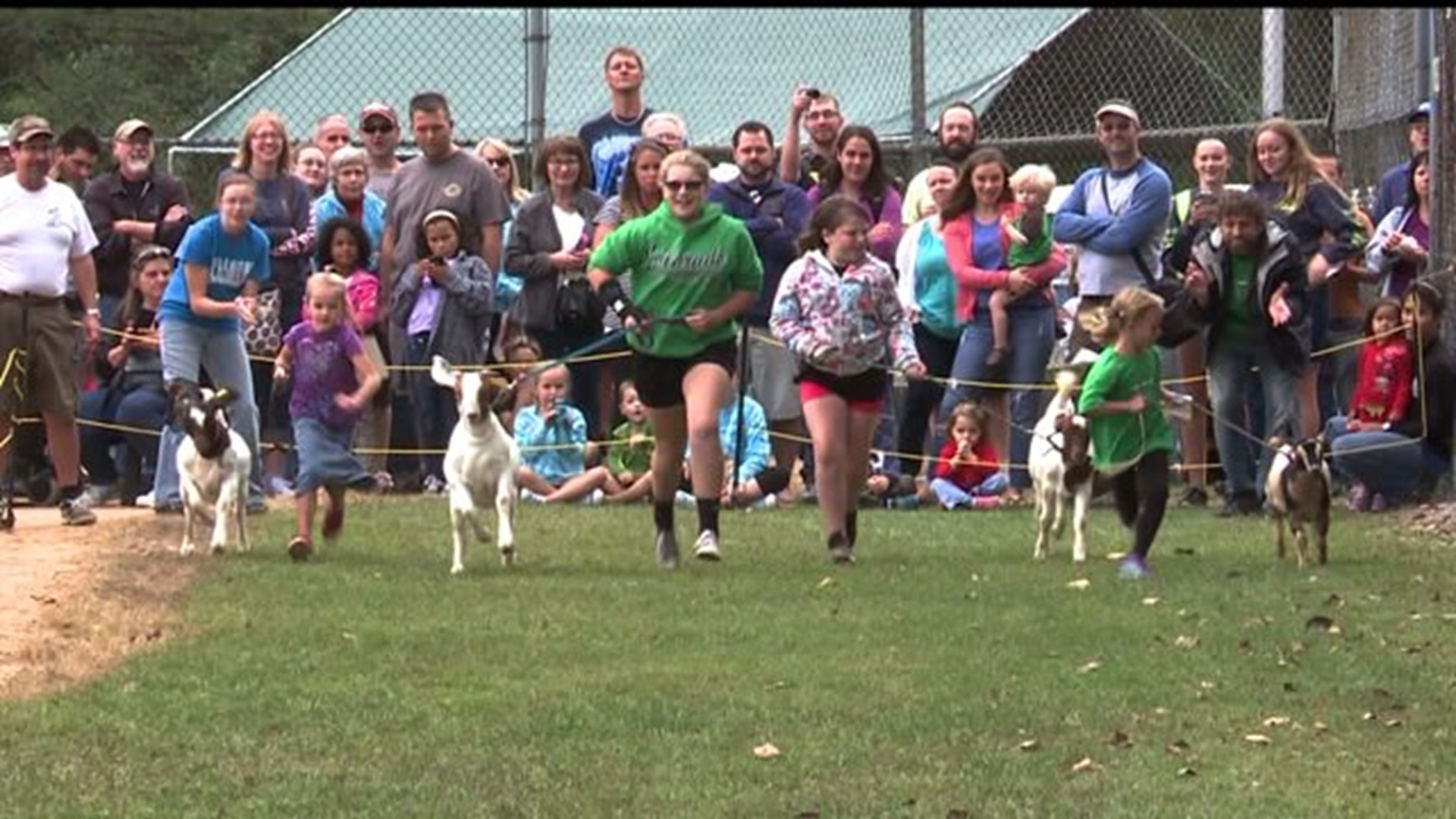 Annual "Running of the goats" held in Lancaster County