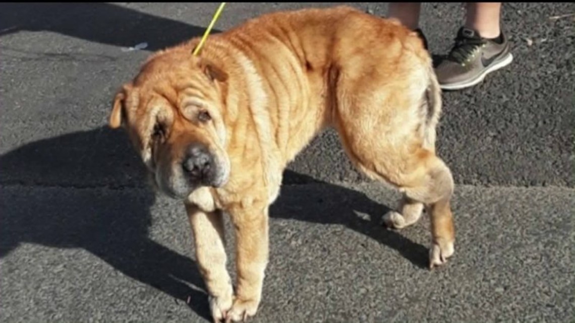 Woman Says Missing Dog Was Euthanized Thrown Away After Just 3 Days Fox43 Com