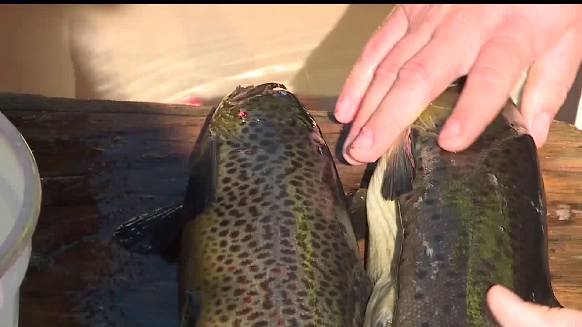 Trout spawning process