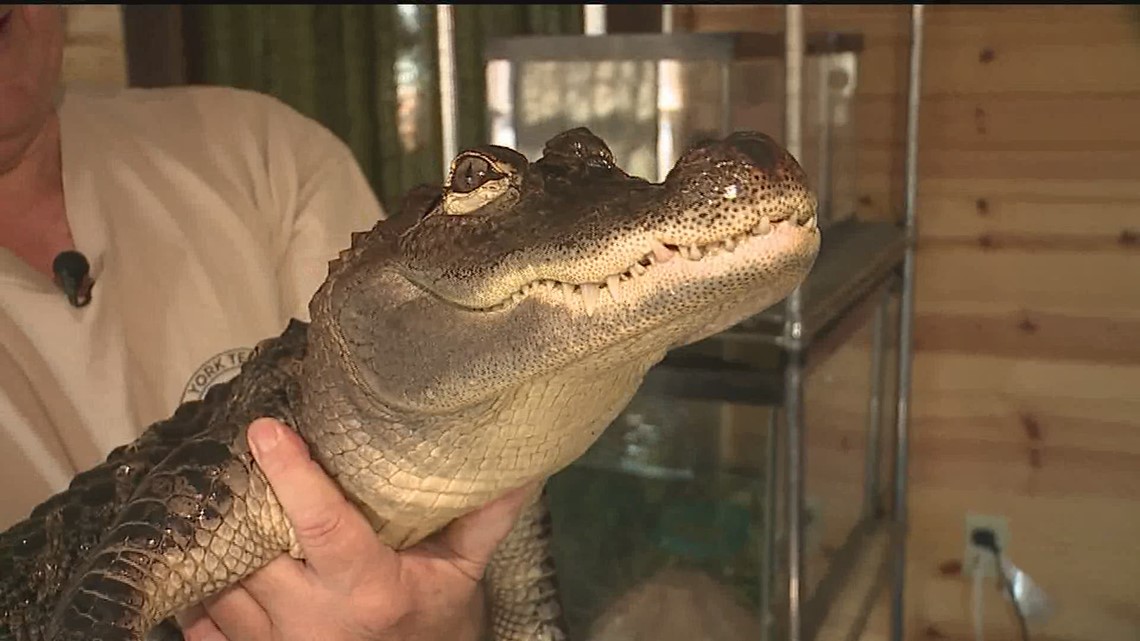 24++ Wally the alligator emotional support animal