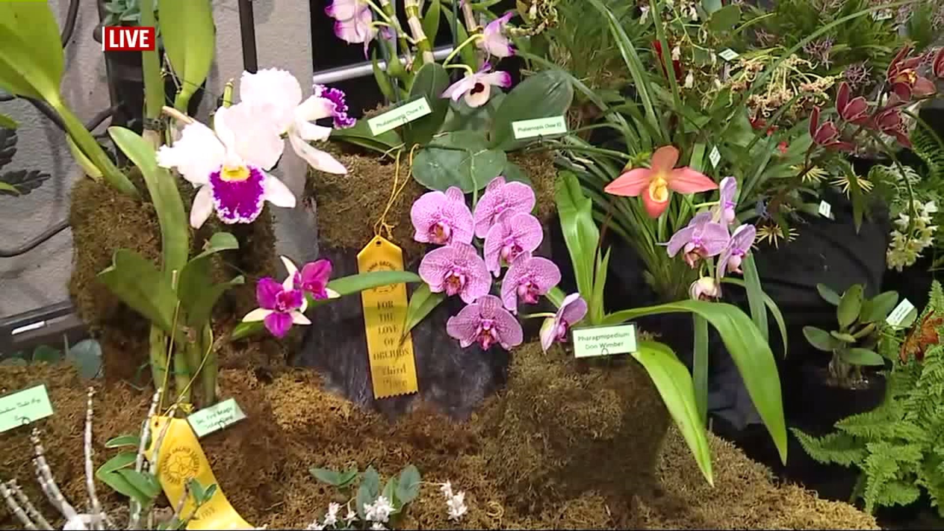 Orchids Fill Hershey Gardens