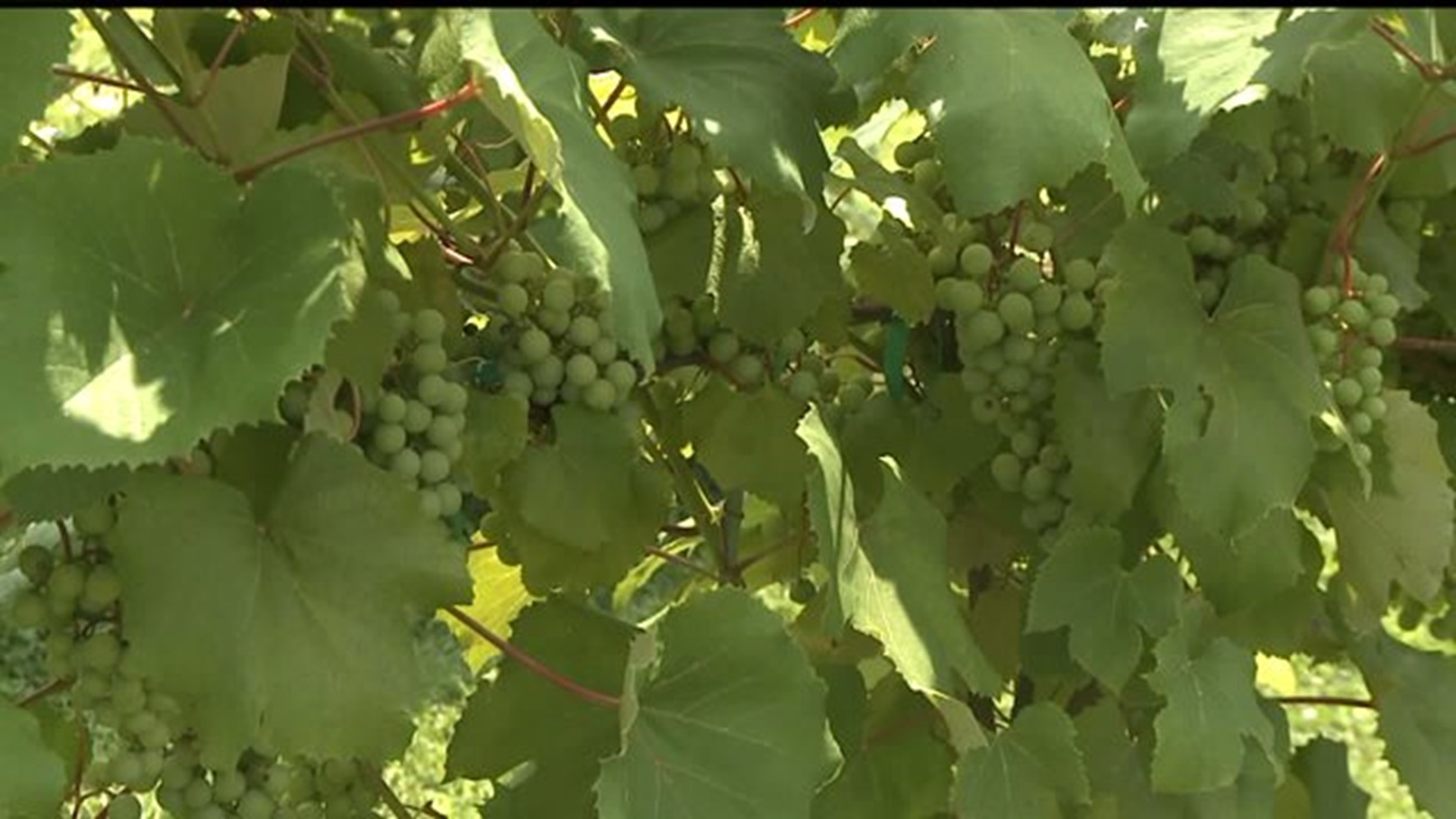 Lots of rain means local vineyards struggle with grape crops