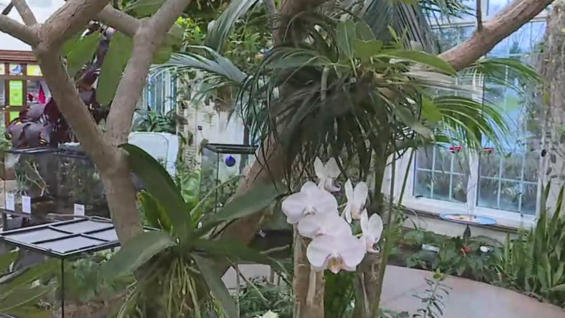 Guests can see thousands of orchids of different varieties and species at Hershey Gardens from Feb. 2 to Feb. 4.