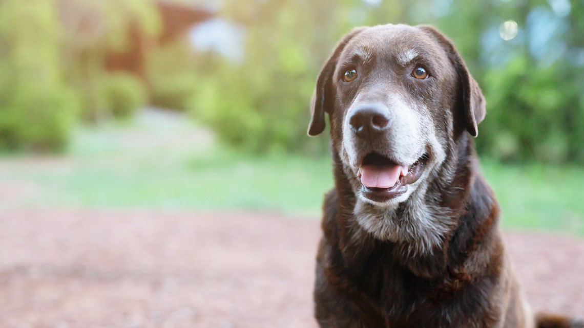 Talking dog deals collar that swears