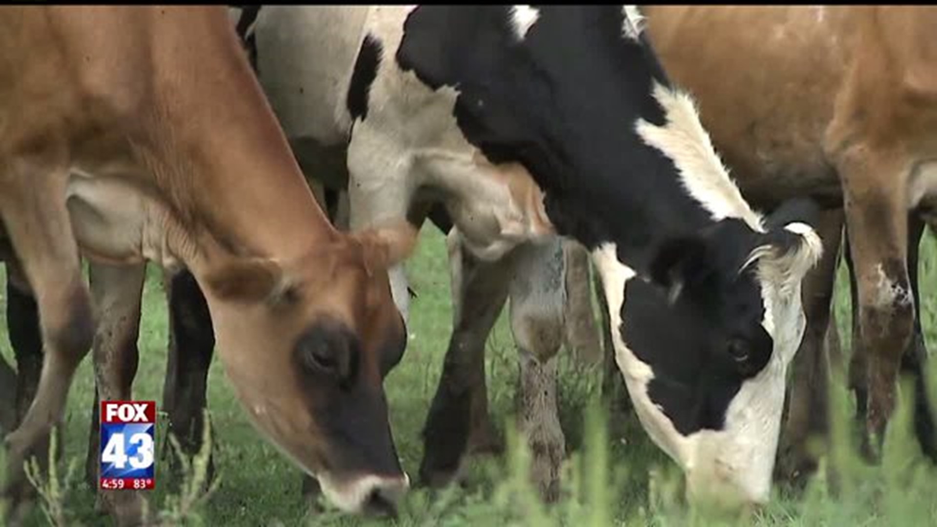33 Cattle Stolen from Franklin County Farm