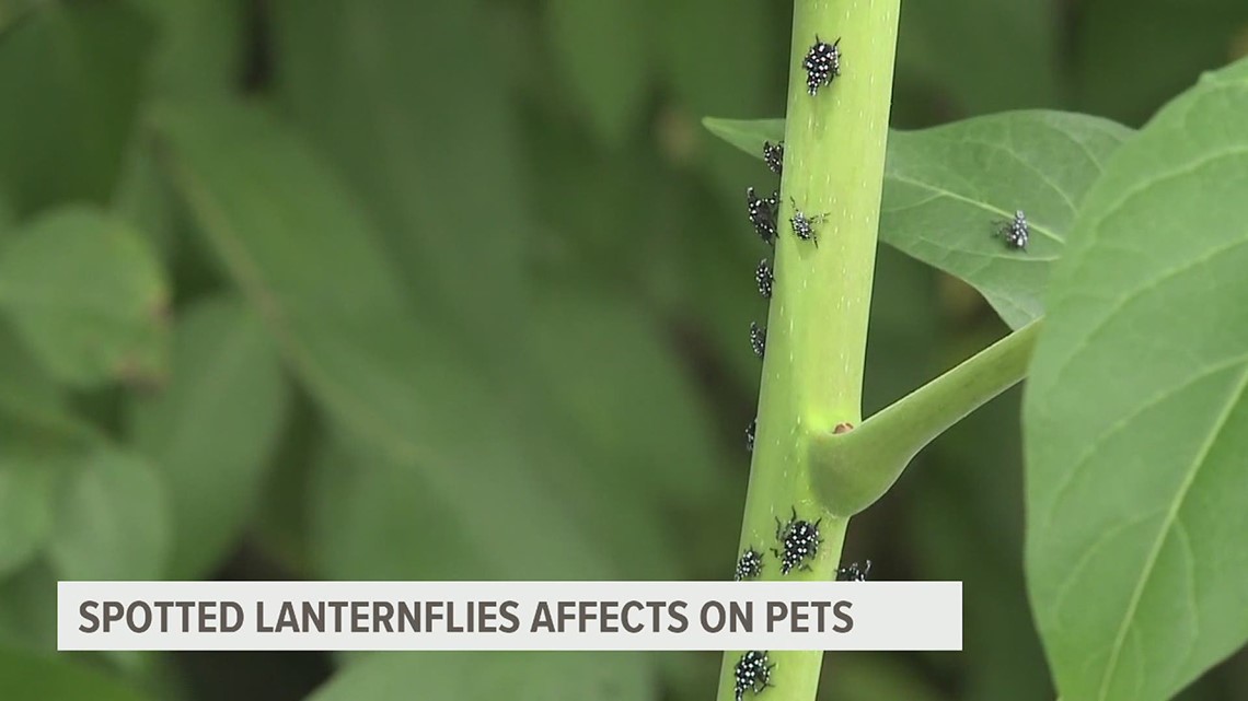 Can spotted lanternflies impact your pets health?