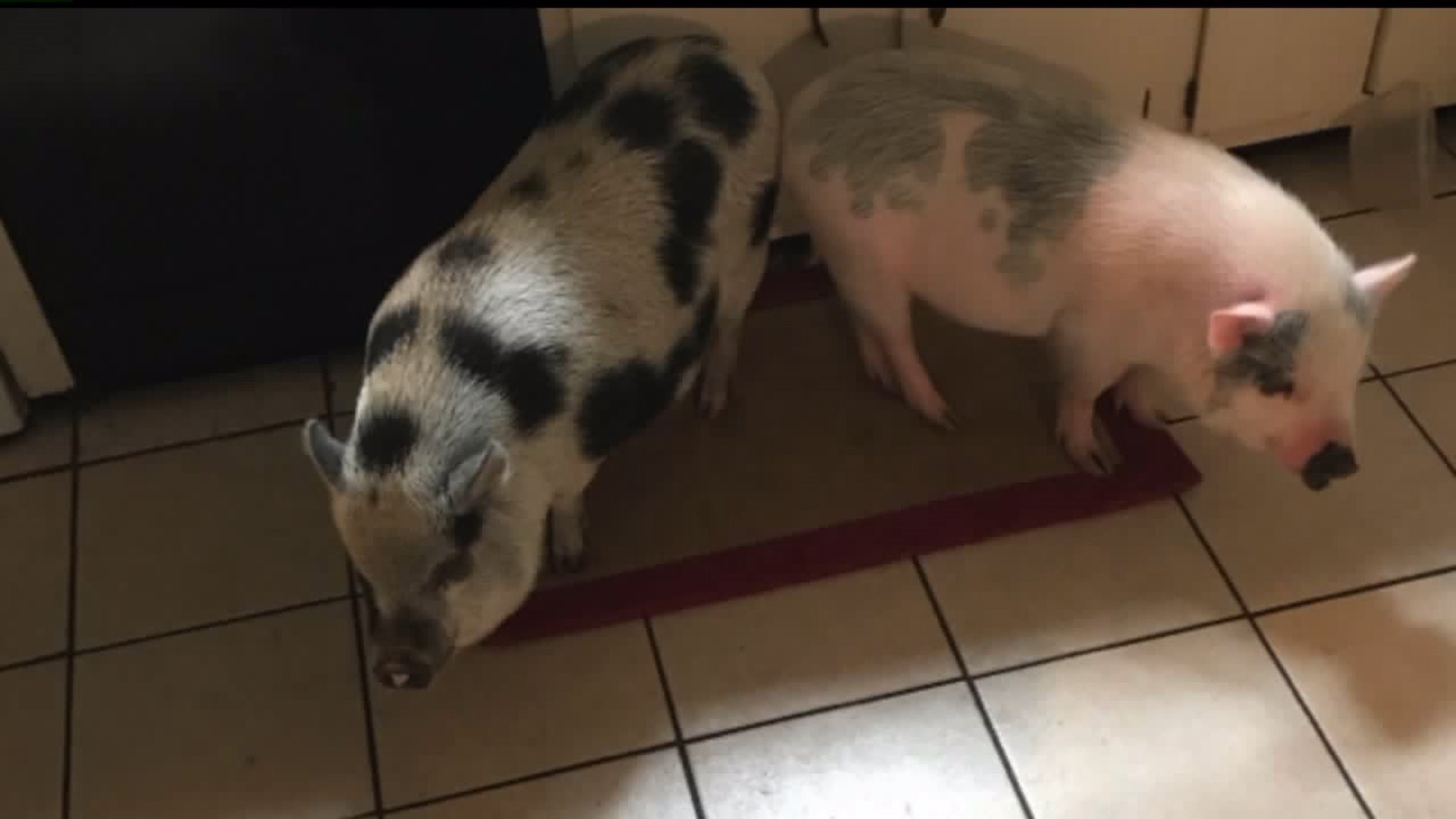 Family fighting to kepp emotional support pigs