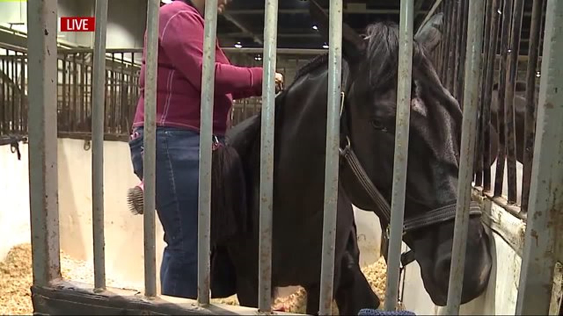 Getting horses ready for the show at the Pennsylvania National Horse Show at the Farm Show Complex in Harrisburg