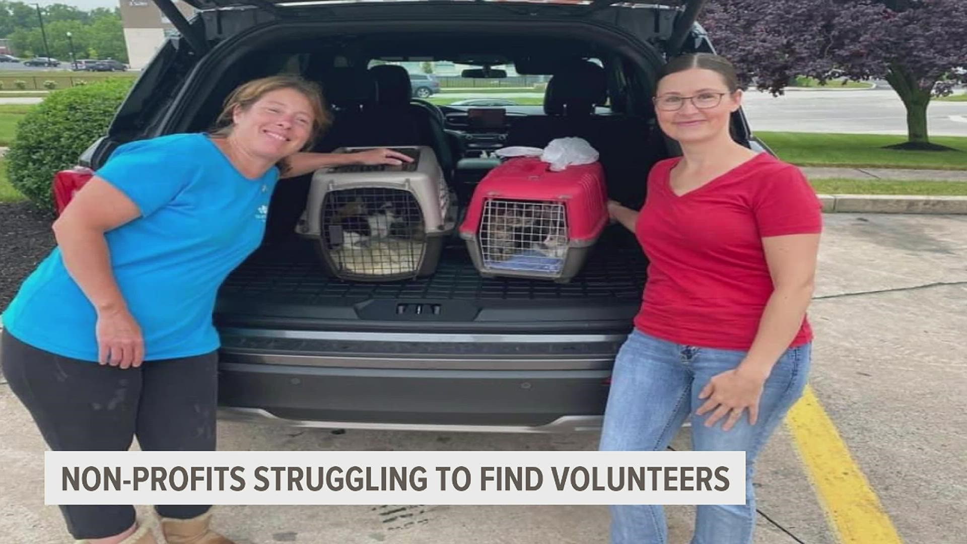 The number of volunteers Tabby Trappers, a cat-rescue non-profit, had in April of 2020 was more than double what they have right now.