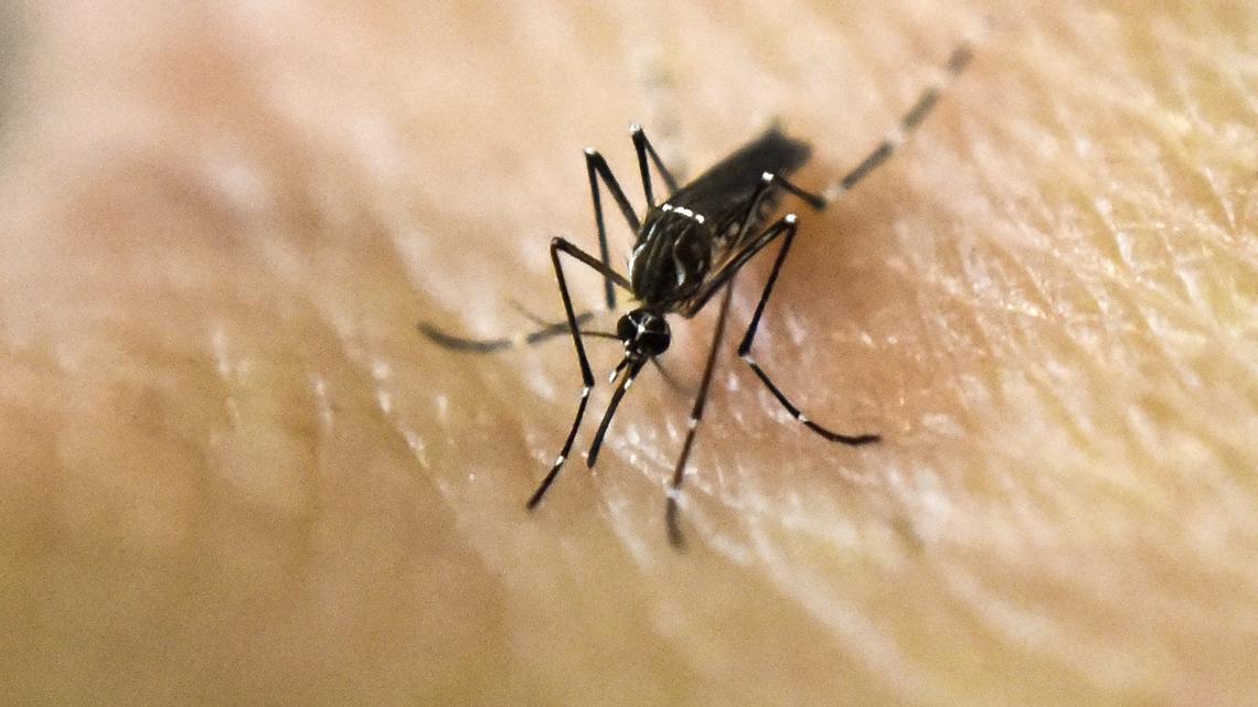 Los mosquitos recolectados en el condado de Cumberland dieron positivo por el virus del Nilo Occidental