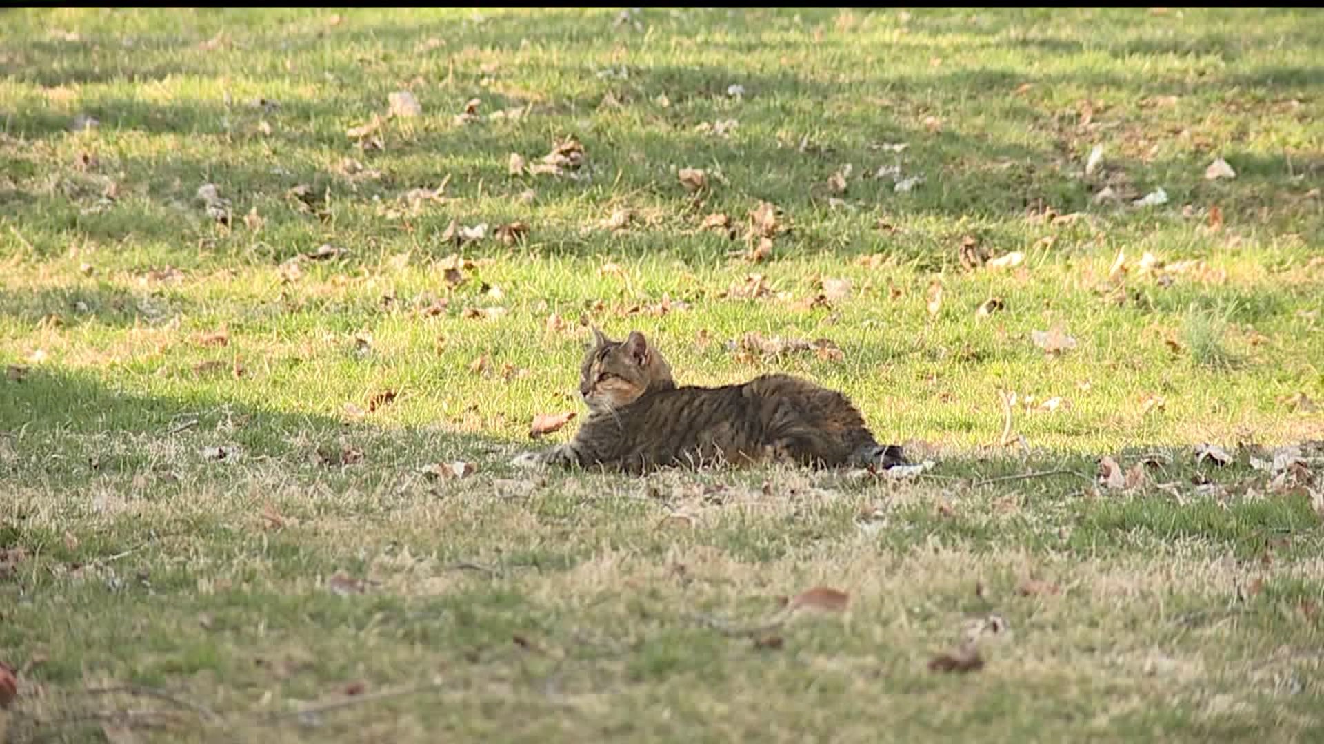 Feral cats feeding ban sparks controversy