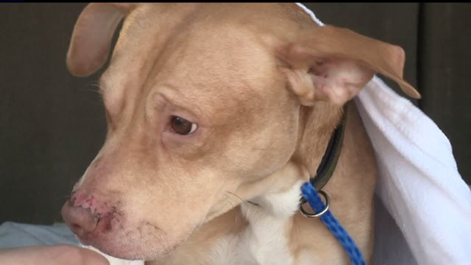 Pit Bull Puppy Rescued from Burlap Bag