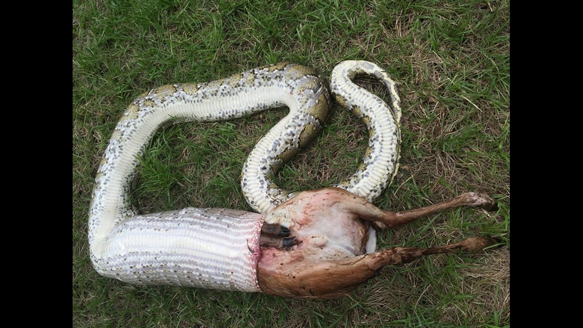 Burmese python devours white-tailed deer that weighed more than the ...
