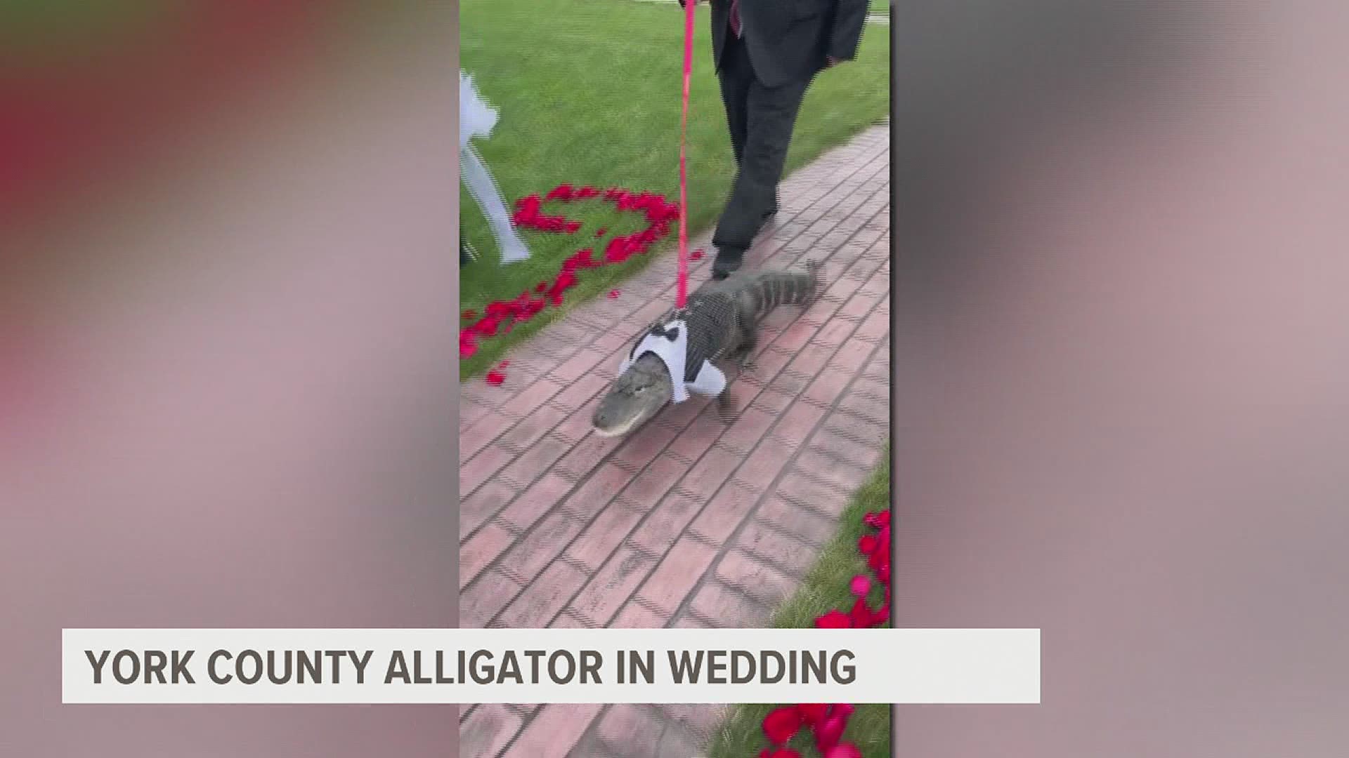 Wally the emotional support alligator wore a tux and served as the ring bearer.