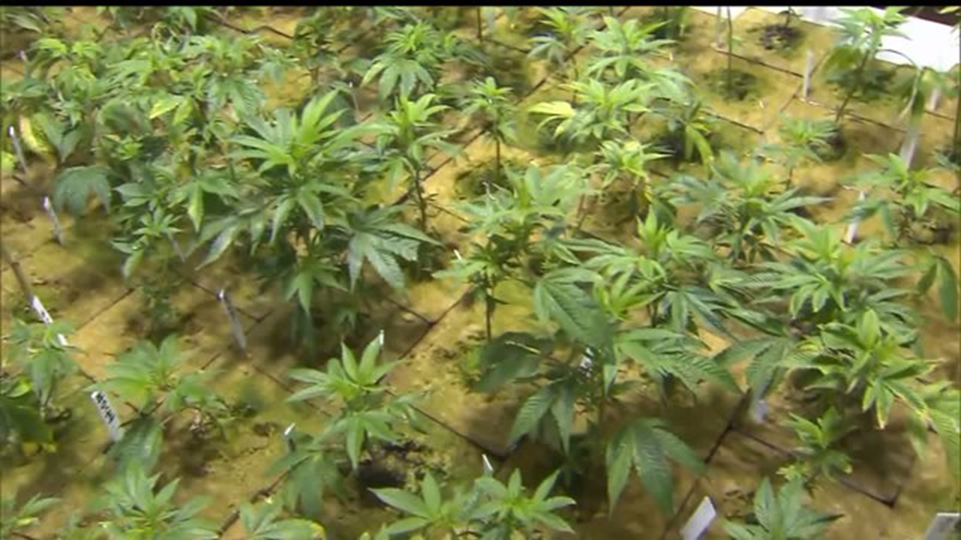 Lancaster County company grows to include division to build medical marijuana facilities