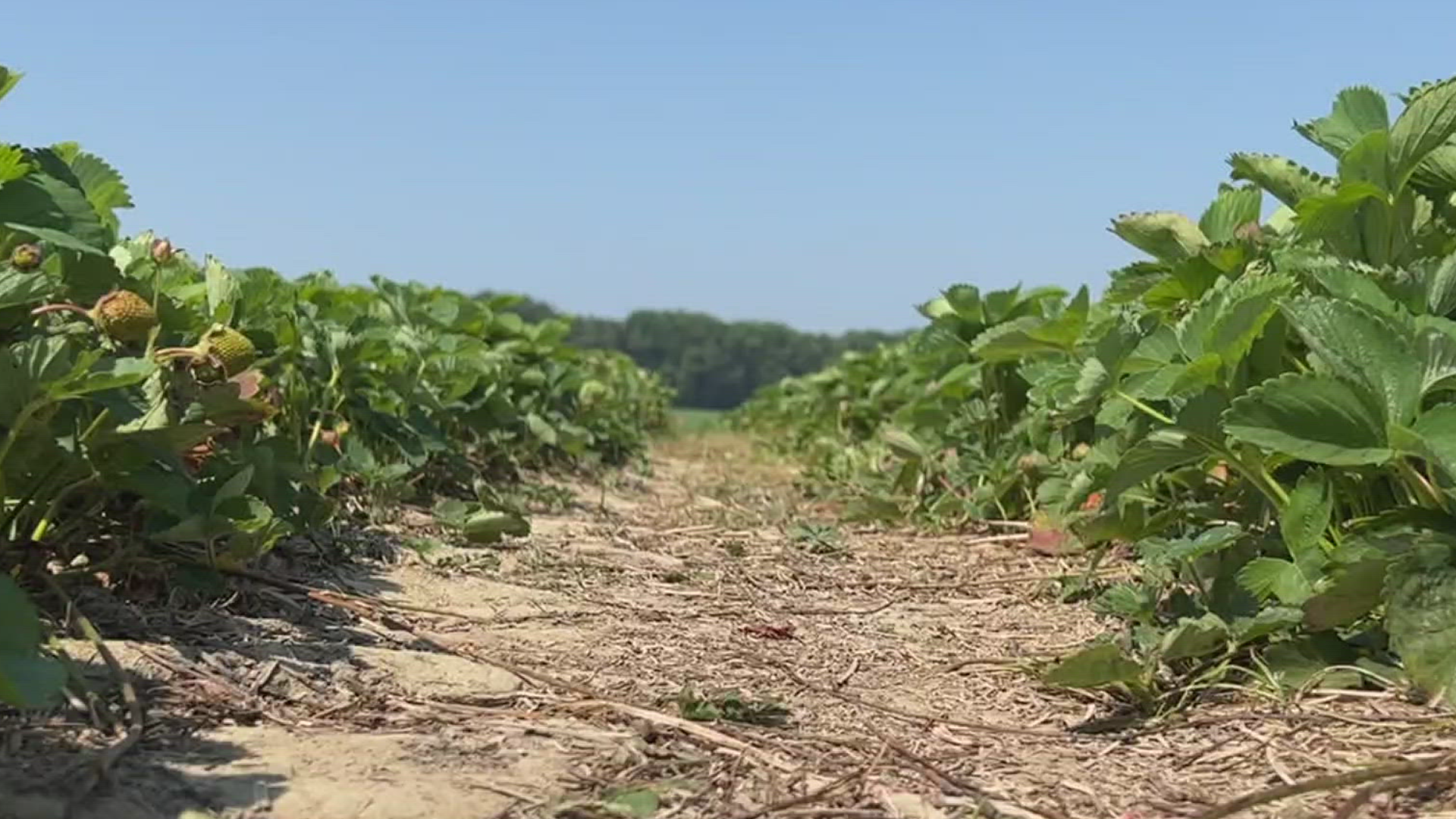 Dry weather conditions are causing unprecedented fire risks in parts of the Commonwealth, including dry thunderstorm concerns for first time ever.