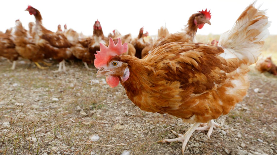 Pennsylvania declared free of avian influenza according to the Shapiro administration - Vimarsana News