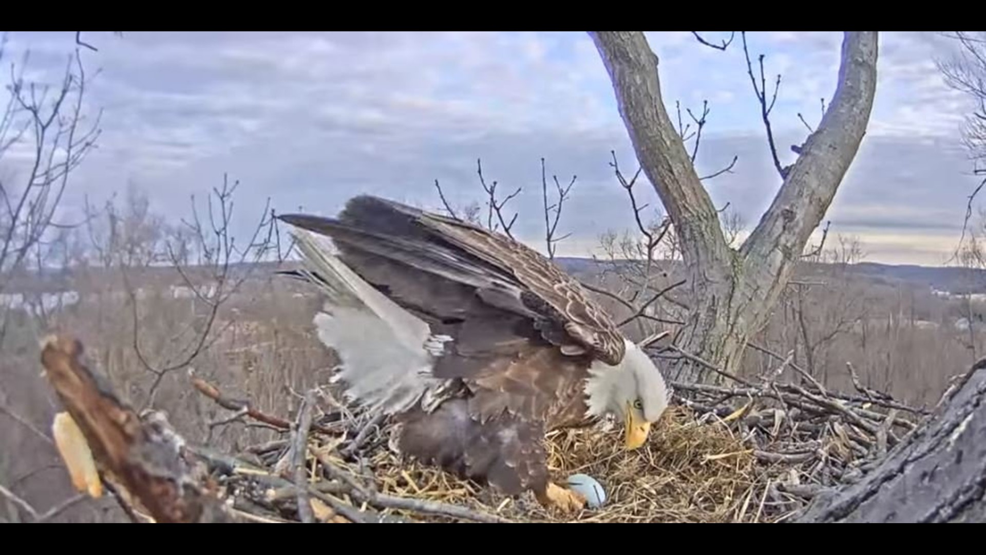 Hanover eagles lay first egg in their nest in Codorus State Park