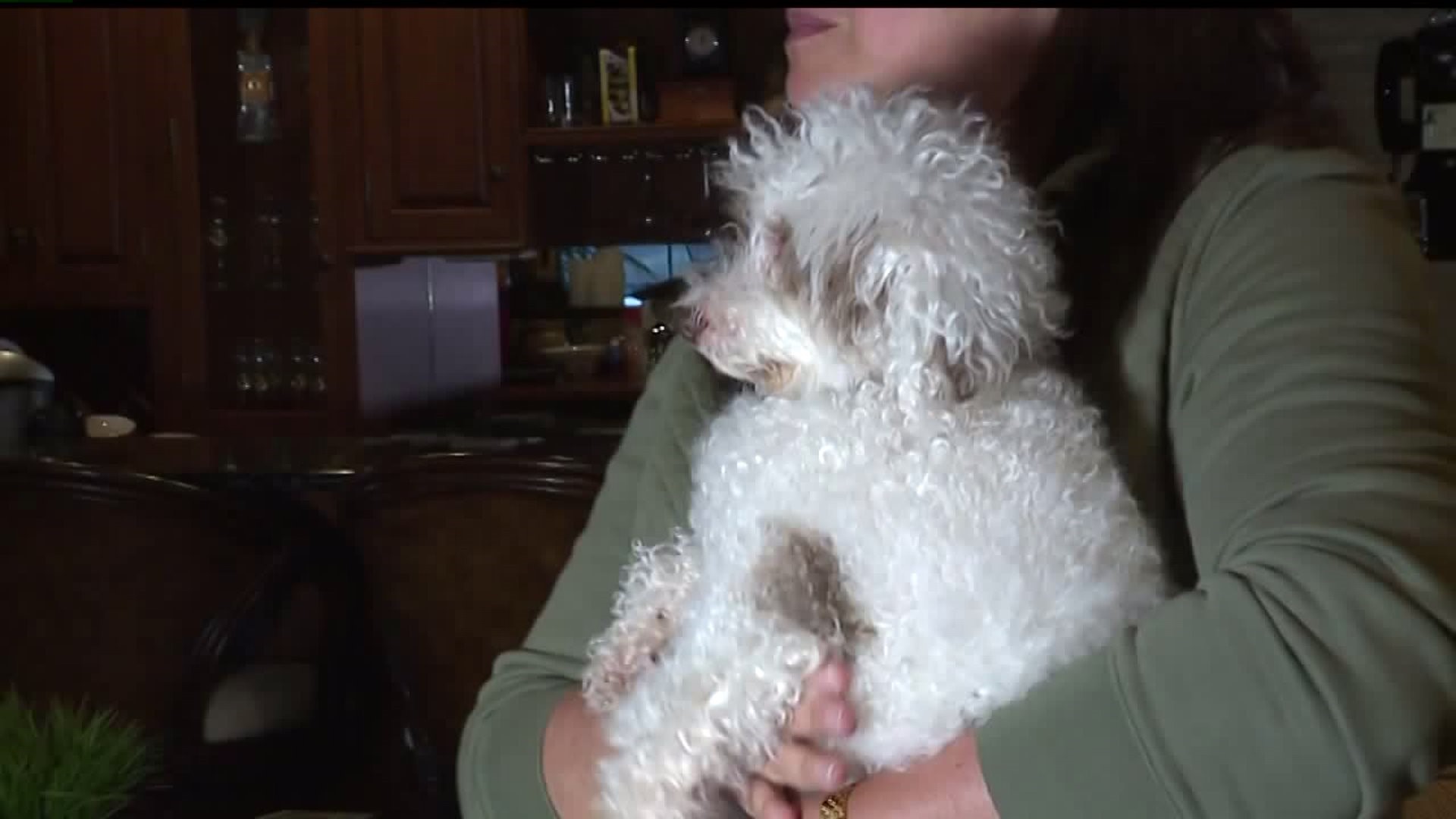 Proposed bill would ban sale on puppy mill