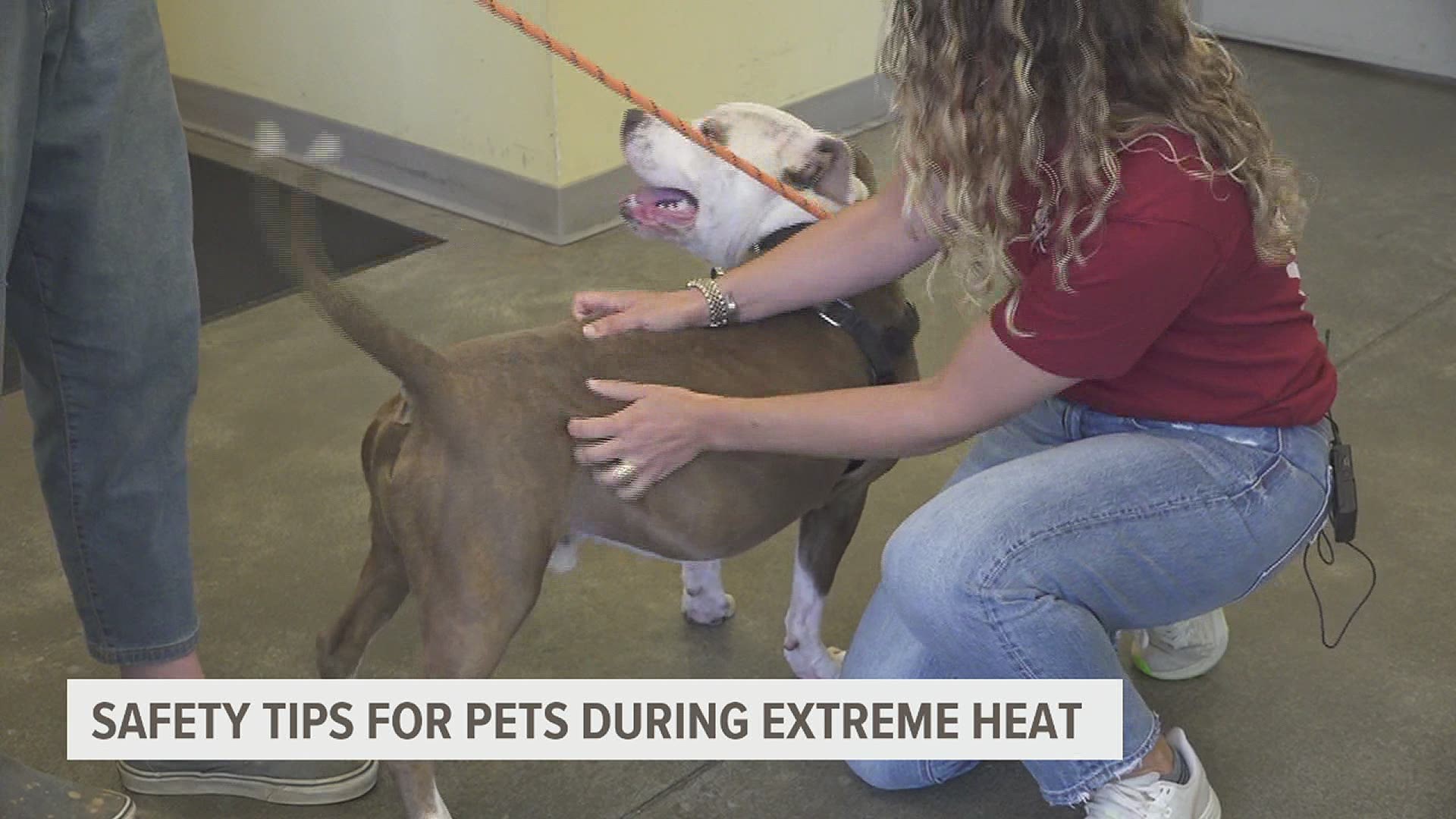 With extreme heat temperatures underway, animal experts provide safety tips to keeping animals safe.