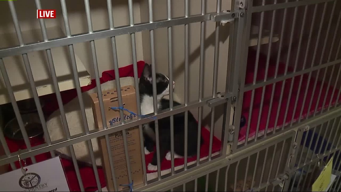 Lancaster County shelter encourages cat adoptions during kitten season