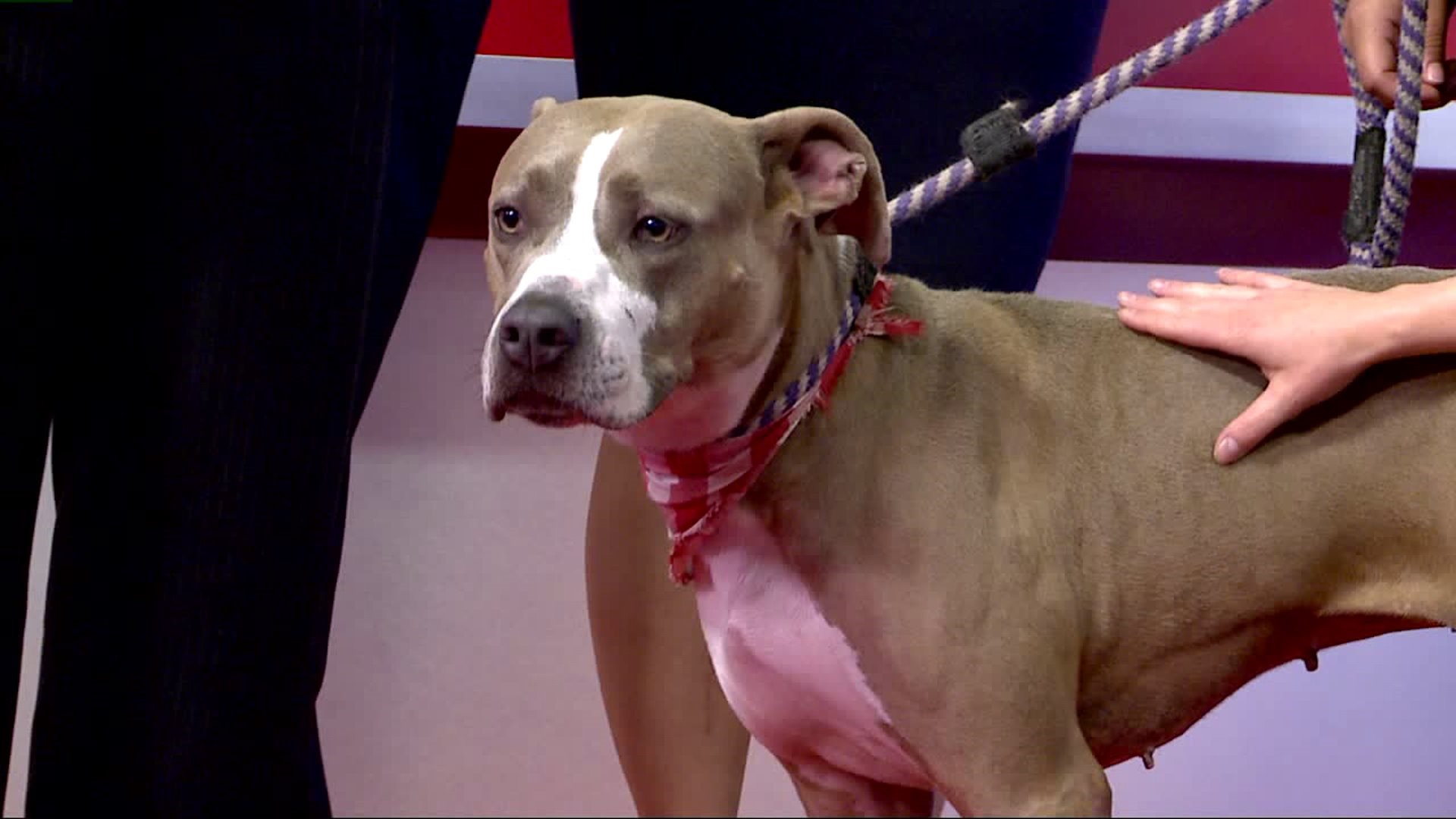 Furry Friends with Pow Wow, the Pit Bull Terrier