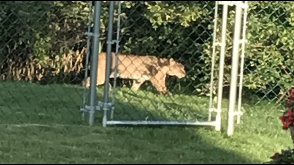 Mysterious big cat caught on security camera in Clarks Summit, Pa.