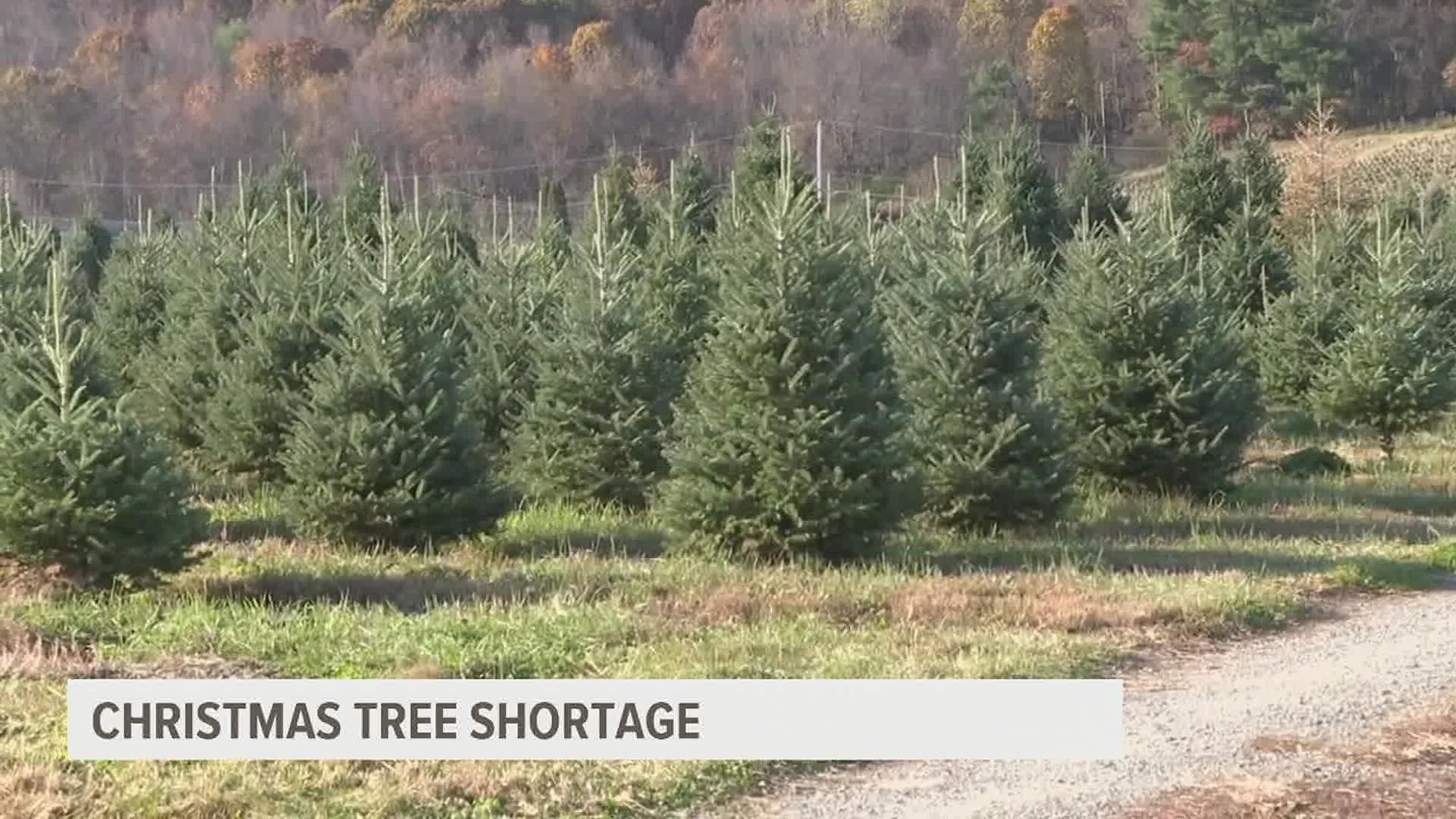 Last year, they saw a spike of people interested in having real Christmas trees in their homes.