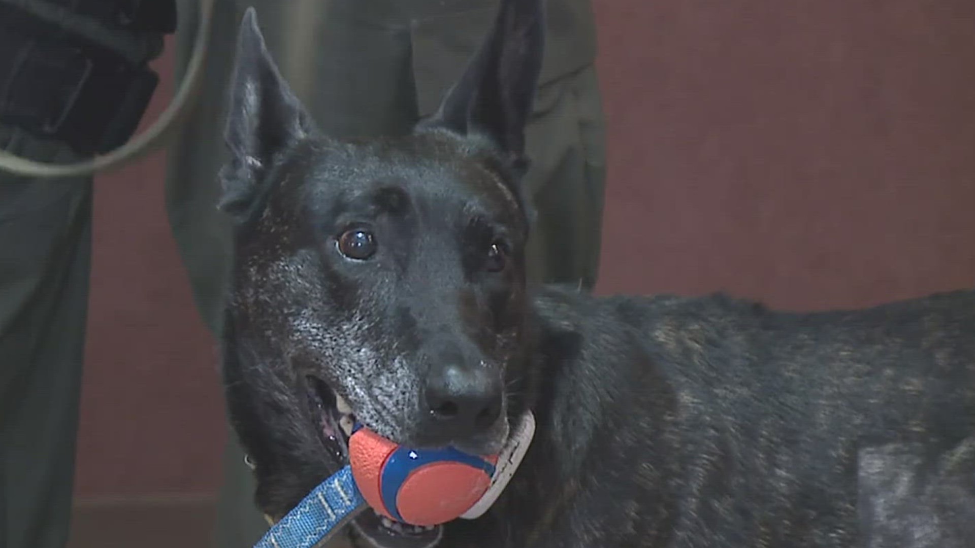 Zoe will not be in the full-time care of her long-time handler Corporal Don Bender and his family following a cancer diagnosis.