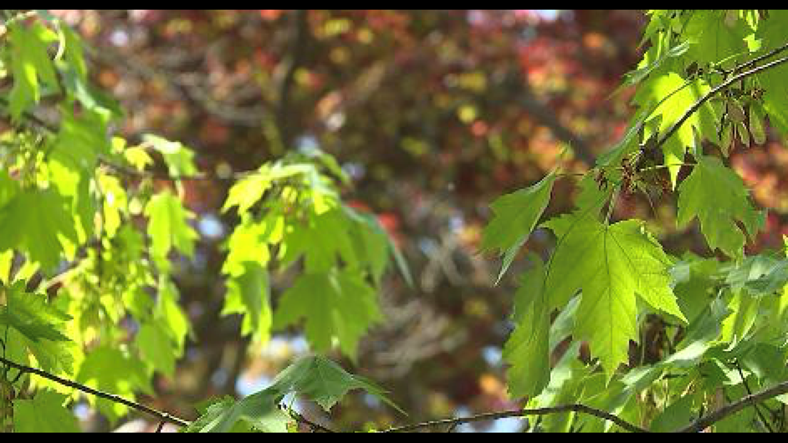 High pollen numbers in Central Pennsylvania makes for bad allergy