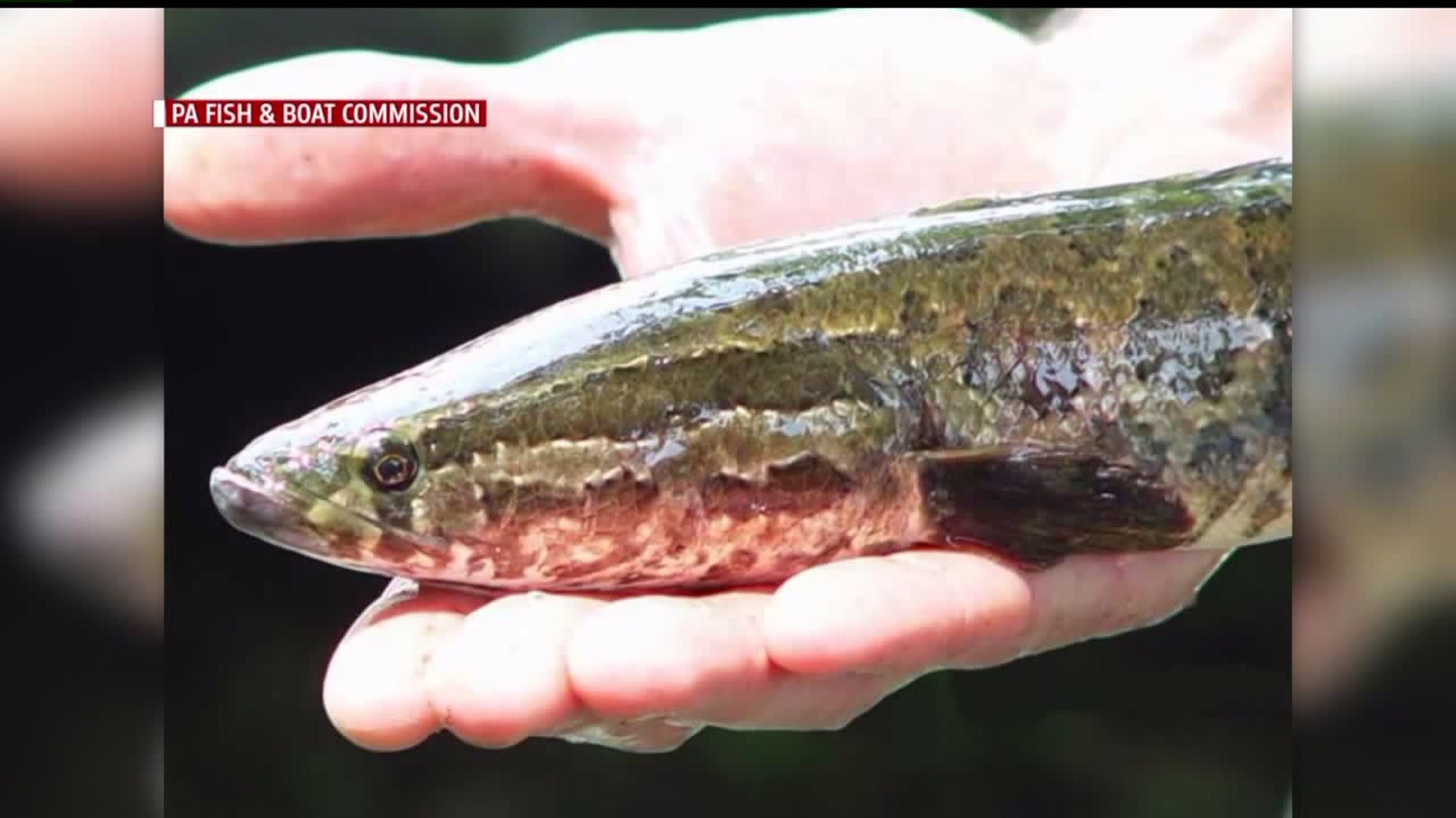 Aggressive Snakehead 'Frankenfish' in Lancaster County | fox43.com