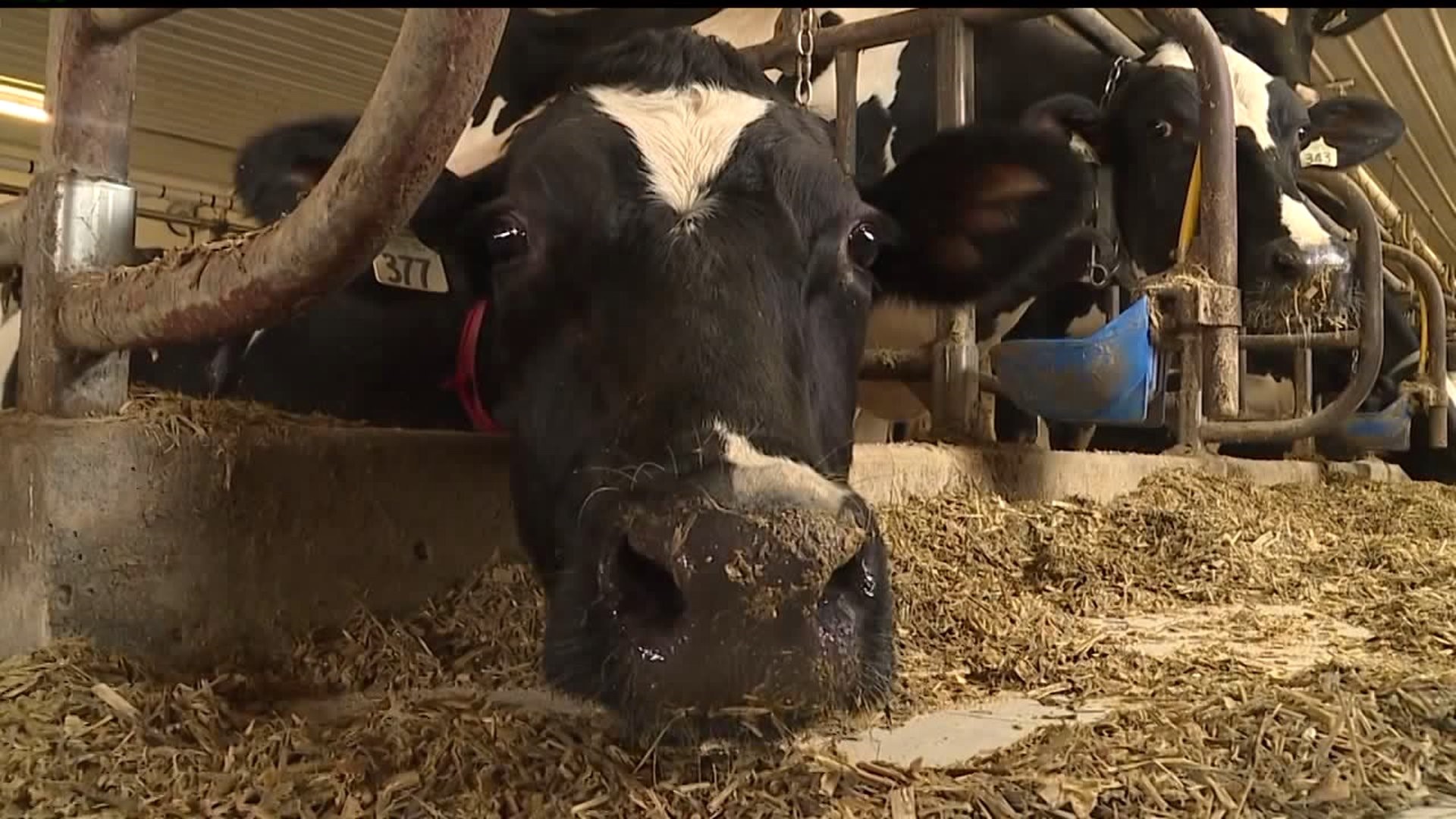 Harrisburg Dairies helping local farmers