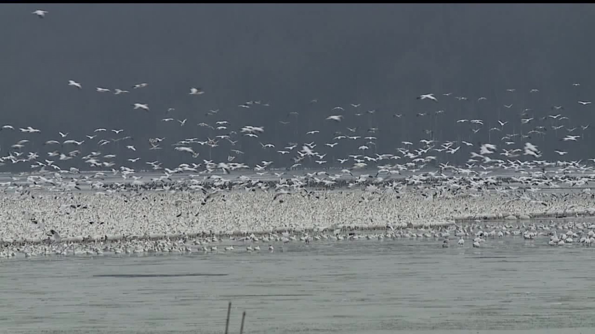 Thousands of snow geese return to Middle Creek Lake