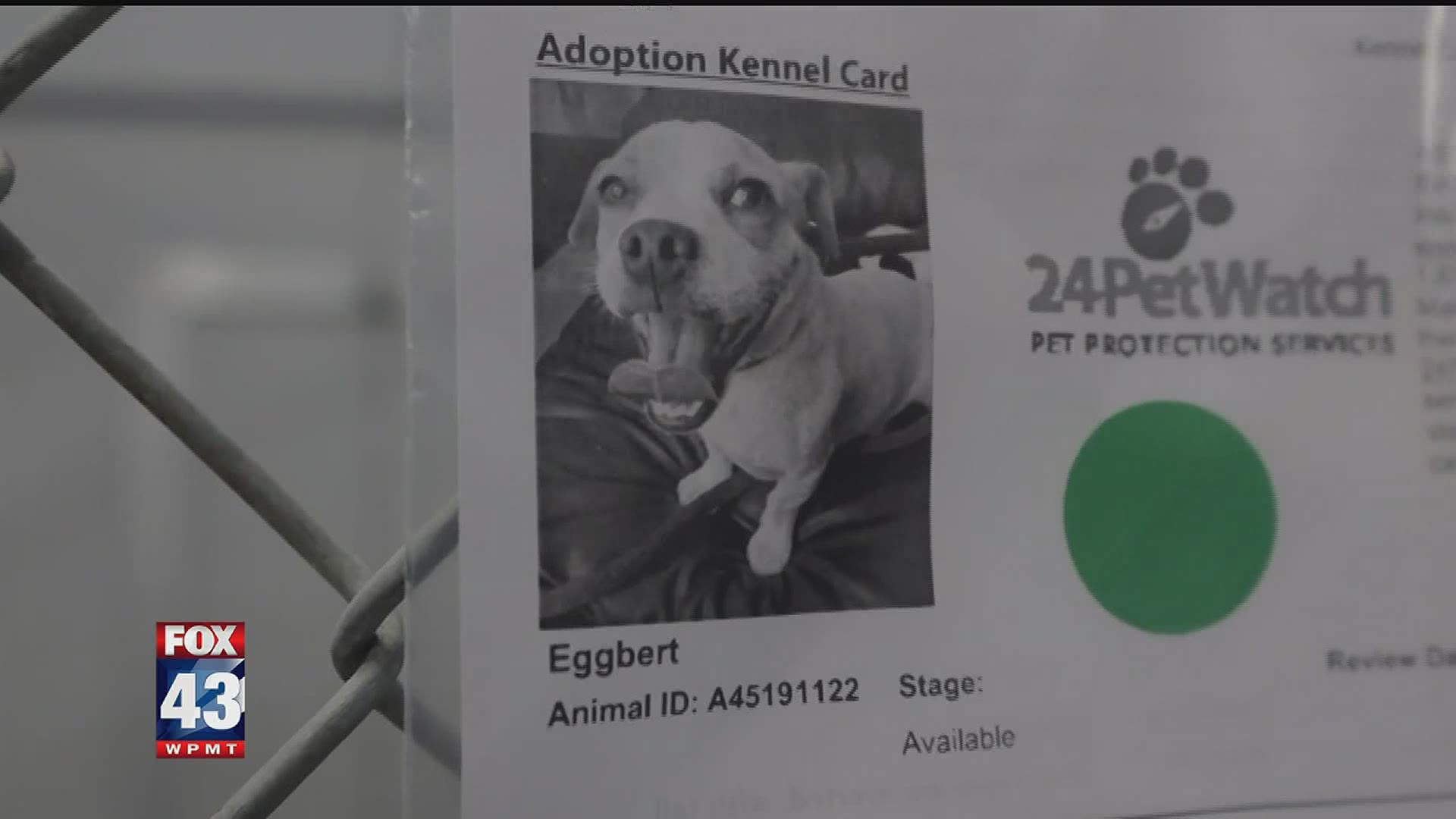 One woman is determined to help all shelter animals find a home, after losing her dog earlier this year.