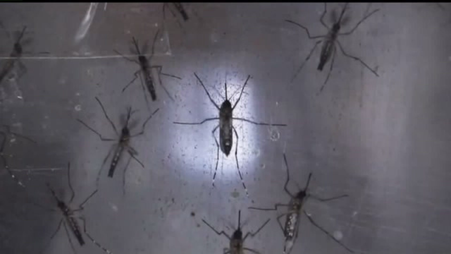 Should Pennsylvanians be worried about Zika?