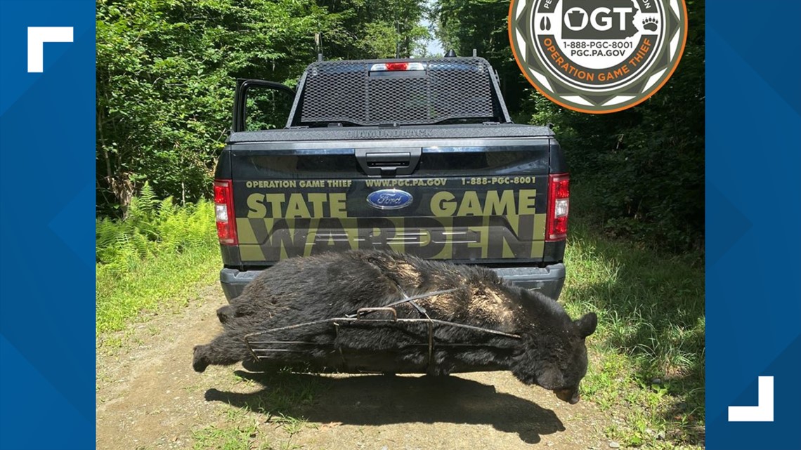 PA Game Commission Nearly 400pound black bear shot, killed in