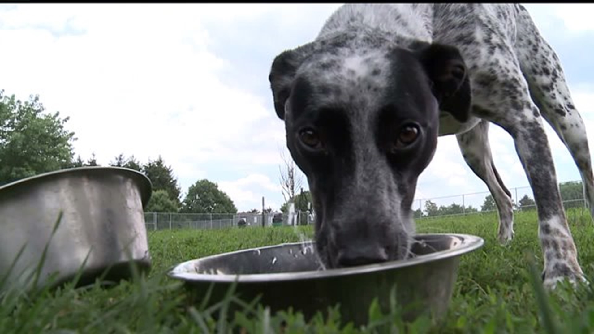 Contagious, deadly dog virus Parvo on rise in Harrisburg