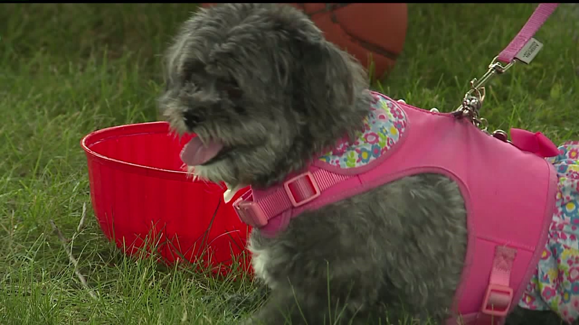 8th Annual PetAPalooza aims to match pets with forever families