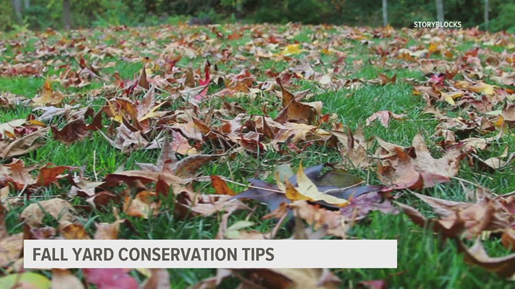 Check out these fall yard conservation tips before you rake your leaves!