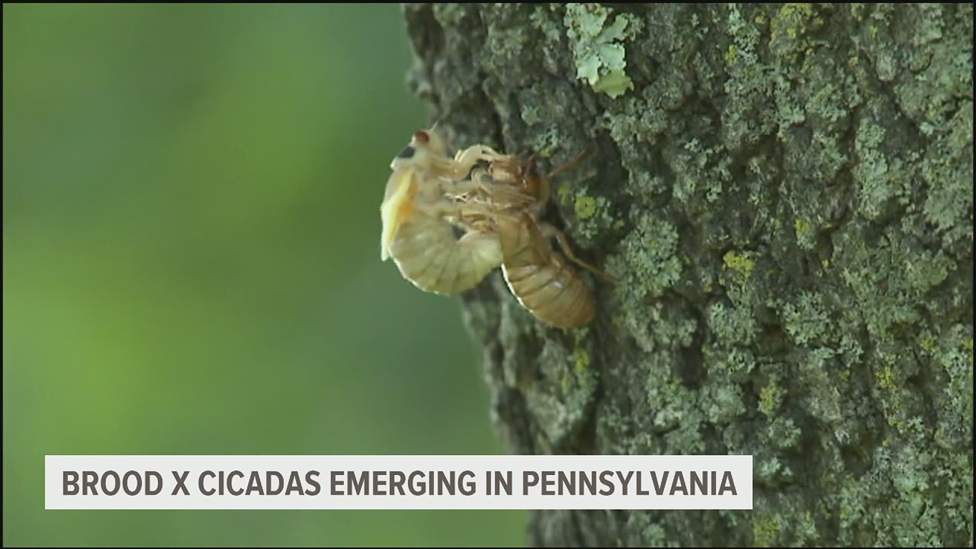 Billions of cicadas are expected to surface across the eastern United States this week and will remain for two to three weeks.