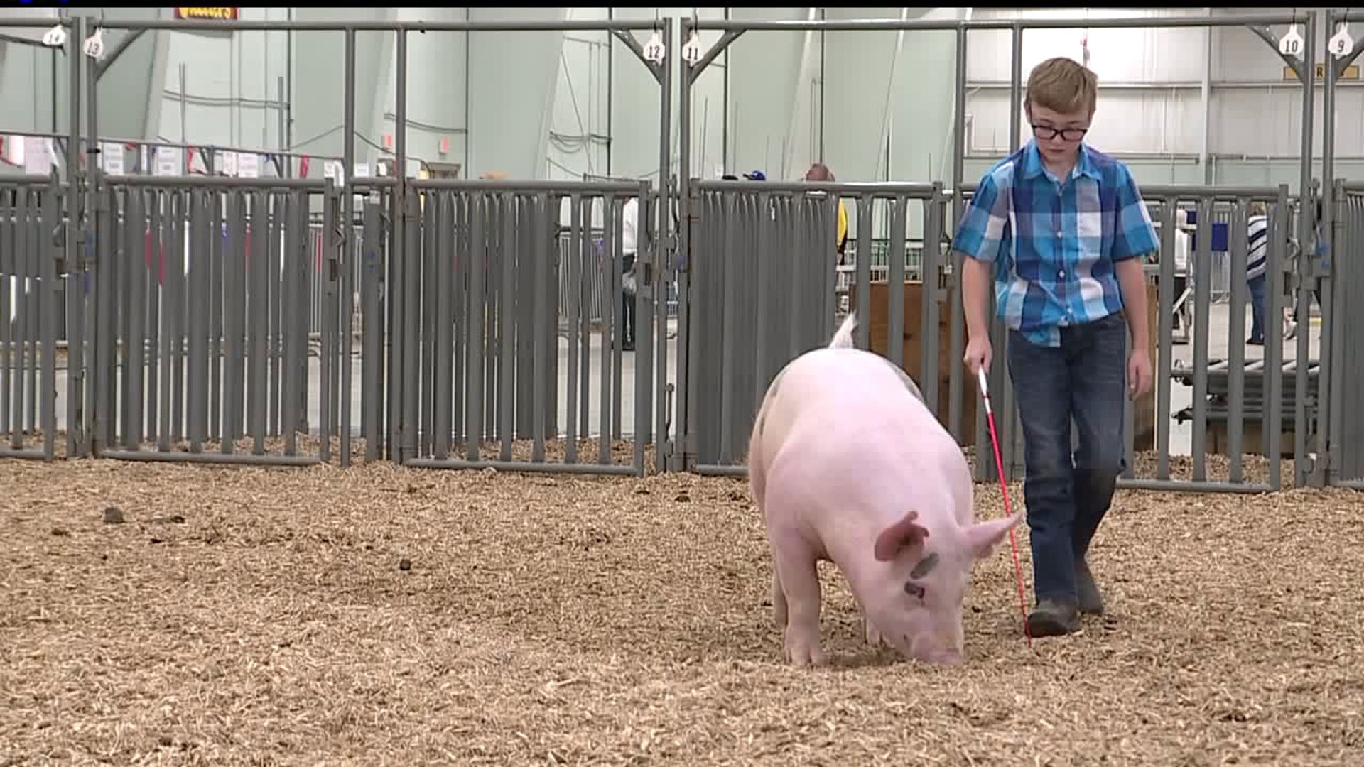 York boy, 11, with heart condition to donate livestock auction winnings to heart group