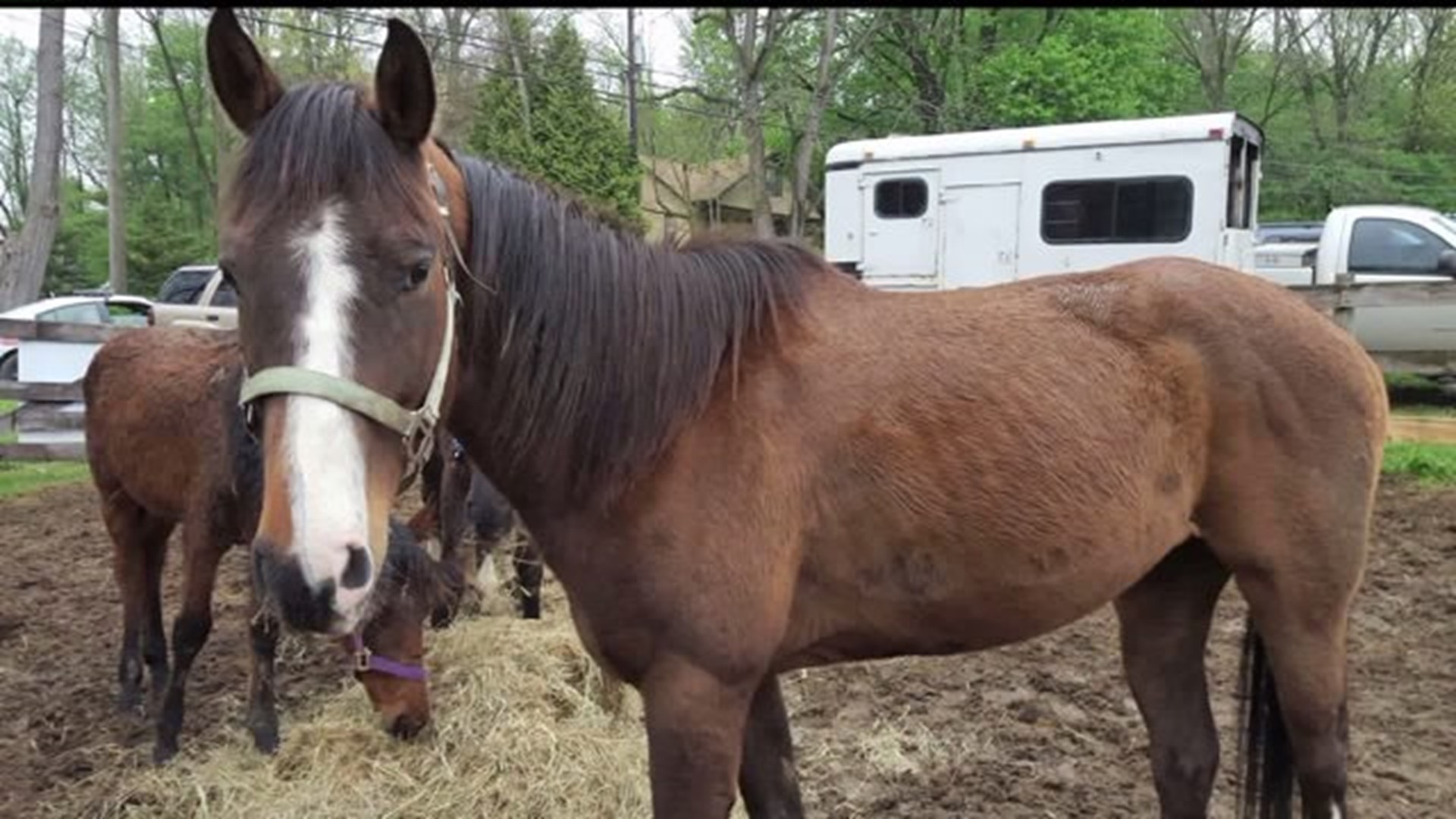 Mother and son charged after ten horses seized in Lancaster County