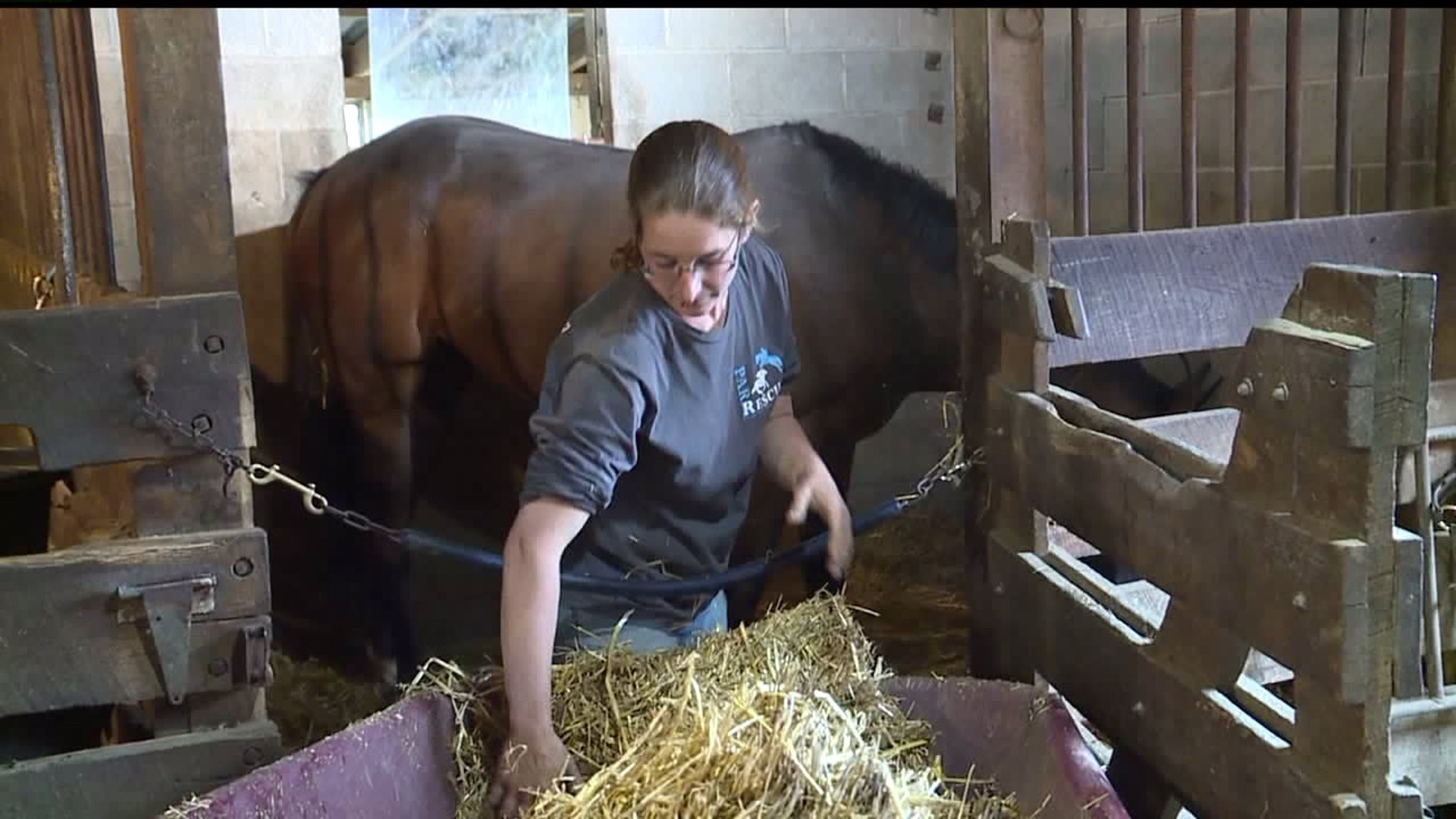Horse rescue needs to raise $10,000 to stay open