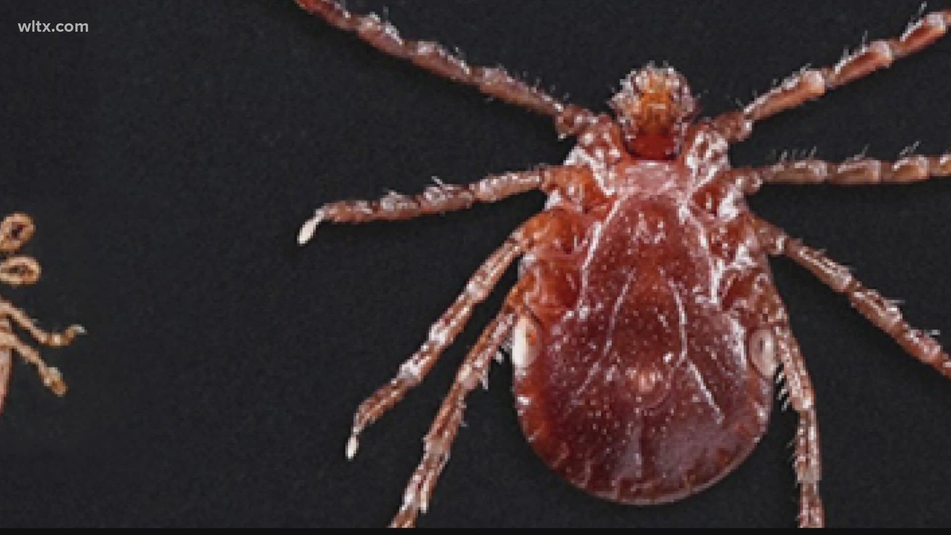 Pennsylvania has the highest number of Lyme Disease cases in the country in 11 of 12 years on record, according to CDC.