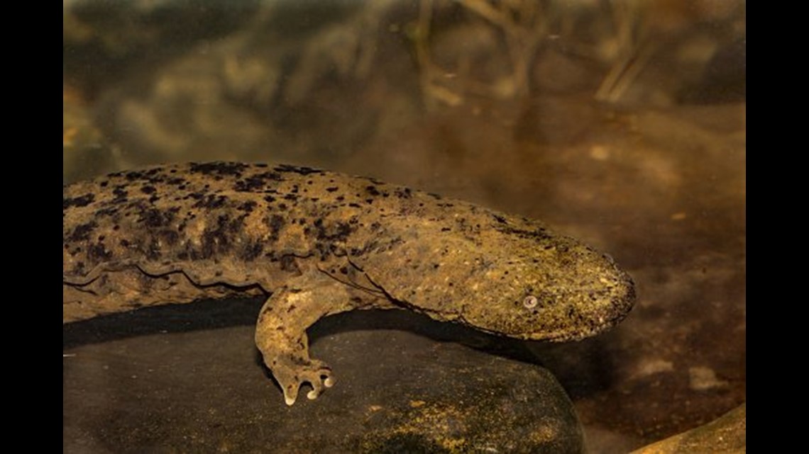 Say hello to the official State Amphibian — the Eastern hellbender